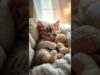 This Video Feels Like a Warm Hug 🐱🤍