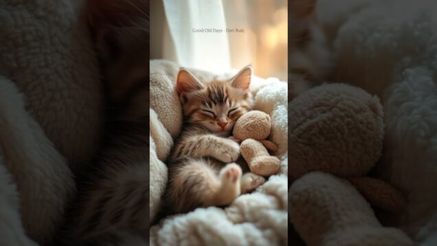 This Video Feels Like a Warm Hug 🐱🤍