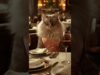 Thursday Lounge Queen 🥂🐱